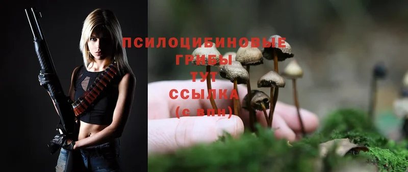 Псилоцибиновые грибы Psilocybine cubensis  Бугуруслан 